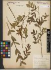Foto von Salix purpurea subsp. amplexicaulis (Bory) C. K. Schneid.
